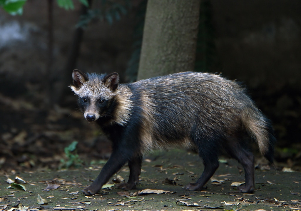 View of a raccoon dog or Tanuki (Nyctereutes procyonoides) at the Chapultpec Zoo in Mexico City on August 06, 2015. A month ago nine raccoon dog pups were born. This species is native from Japan and China, and the parents of the cubs were donated by Japan. AFP PHOTO / ALFREDO ESTRELLA        (Photo credit should read ALFREDO ESTRELLA/AFP via Getty Images)