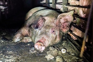 Smithfield-Circle-Four-Farms-piglets-pigs-factory-pig-aminal-cruelty-abuse-03-1506966729-1512148763