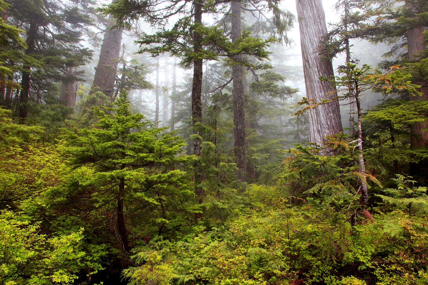 Old Forest, Spipyus Provincial Park, Sechelt Peninsula, Sunshine Coast, B.C., Canada
