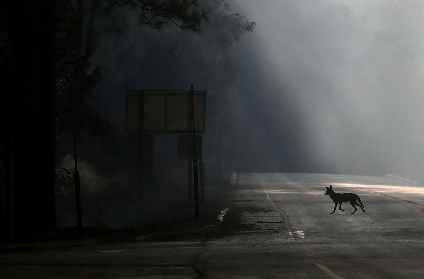 GROVELAND, CA - AUGUST 23:  A coyote walks across U.S. Highway 120, shut down due to the Rim Fire on August 23, 2013 near Groveland, California. The Rim Fire continues to burn out of control and threatens 4,500 homes outside of Yosemite National Park. Over 2,000 firefighters are battling the blaze that entered a section of Yosemite National Park overnight and is only 2 percent contained.  (Photo by Justin Sullivan/Getty Images)