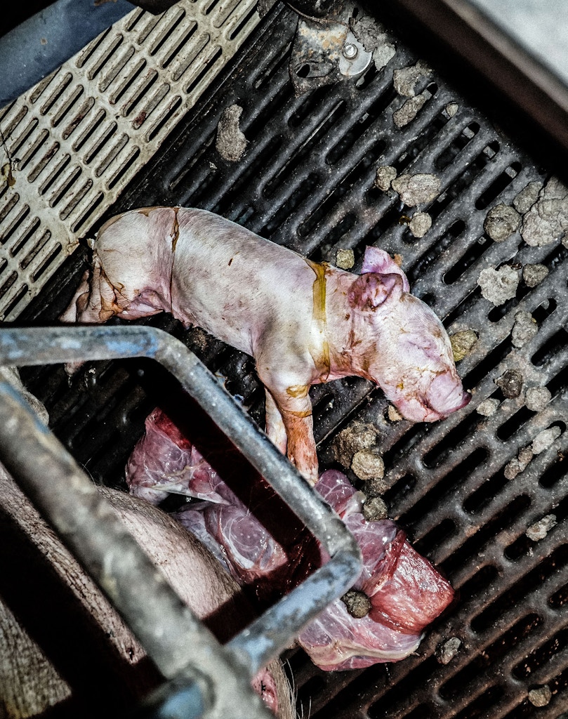 Smithfield-Circle-Four-Farms-piglets-pigs-factory-pig-aminal-cruelty-abuse-04-1506966764