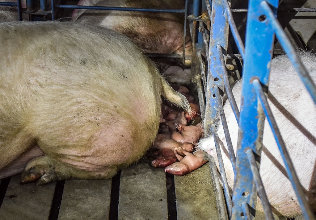 Smithfield-Circle-Four-Farms-piglets-pigs-factory-pig-aminal-cruelty-abuse-05-1506966739