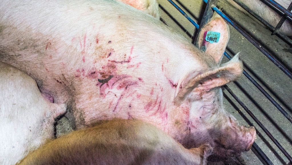 Smithfield-Circle-Four-Farms-piglets-pigs-factory-pig-aminal-cruelty-abuse-07-1506966748