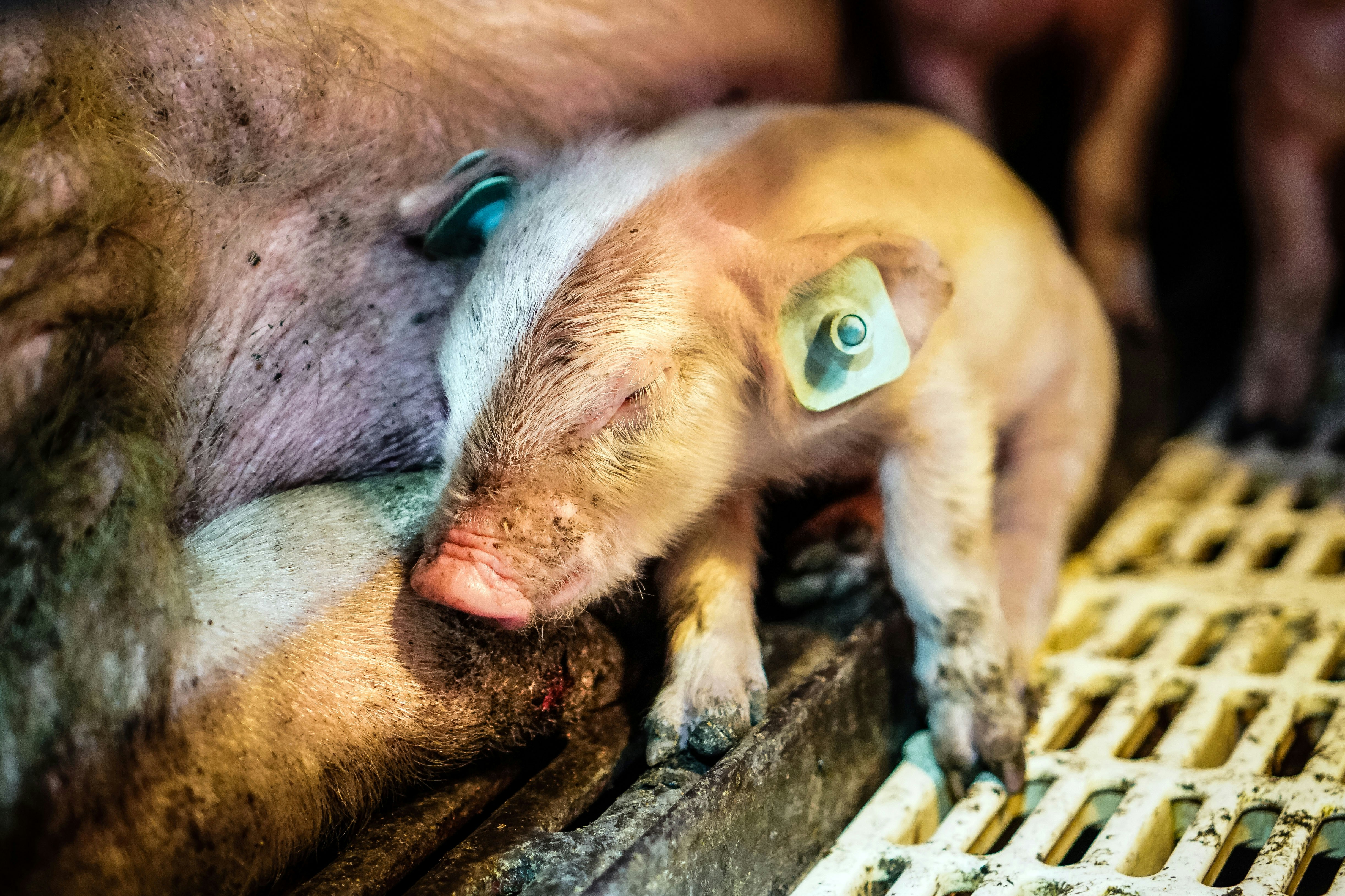 FBI Hunt for Missing Piglets Is About Protecting Factory Farms