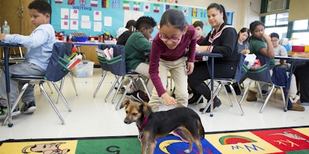 QUEENS, NEW YORK, NY - OCTOBER 27: Public School 97 (PS97) special needs students enjoy 'comfort dog' Juno, on October 27, 2017 in Queens, New York, New York. Juno is one of more than 30 dogs 'working' in the New York City public school system. The program, by the NY Department of Education, started last year in seven schools and has recently expanded to thirty more. All of the dogs are rescues from a local animal shelter. Each one is adopted by a member of their school's staff or administration. (Photo by Melanie Stetson Freeman/The Christian Science Monitor via Getty Images)