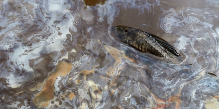 SAN PEDRO, PERU – JULY 19, 2017: A dead fish floats in a film of oil residue. A recent pipeline leak leaves the fishing grounds for five communities contaminated. 1,600 barrels of oil skimmed were off of this stream. San Pedro, on the Marañón River in the State of Loreto, Puru on July 19, 2017. (Photo by Ben Depp)