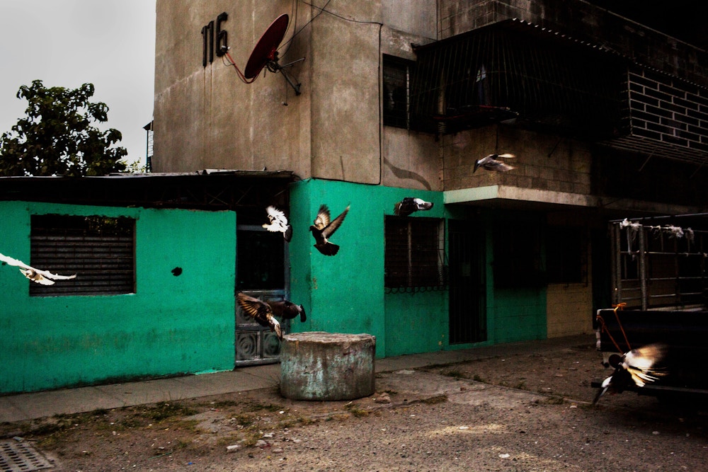 April 2017, El Salvador, San Salvador. Birds fly through a housing project in gang controlled Zacamil. (Natalie Keyssar)