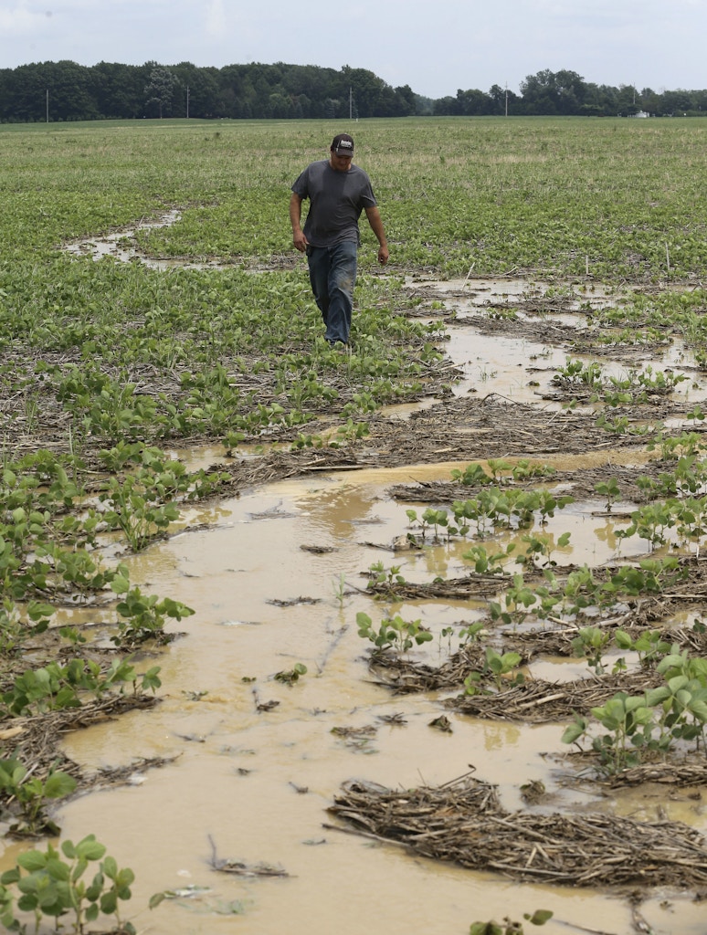 In this Wednesday, July 12, 2017 photo, Doug Phenicie, who farms about 1,800 acres in northern Ohio, walks across a flooded soybean field in New Washington, Ohio. The company that developed the Dakota Access oil pipeline is entangled in another fight, this time in Ohio where work on its multi-state natural gas pipeline has wrecked wetlands, flooded farm fields and flattened a 170-year-old farmhouse. (AP Photo/Tony Dejak)