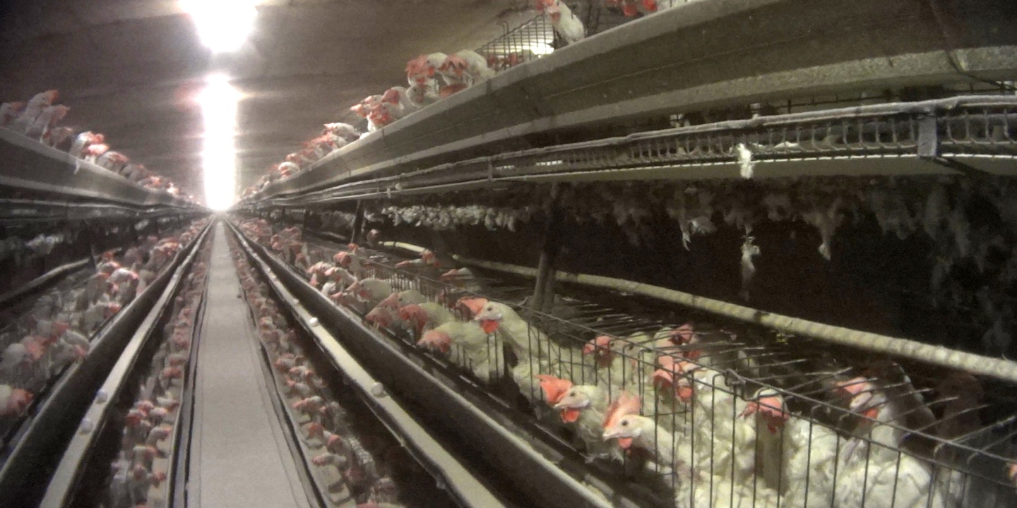 Poultry Industry Is Lobbying to Force Stores to Sell Their Eggs
