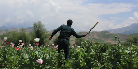Afghan policemen destroy poppy fields in Badakhshan province, one of Afghanistan's top opium producers, on August 9, 2017. In the heart of Afghanistan's opium-farming area, police used red tractors to churn up a small field of young green opium plants in a large sandy desert. (Photo by Mohammad Sharif Shayeq/NurPhoto via Getty Images)