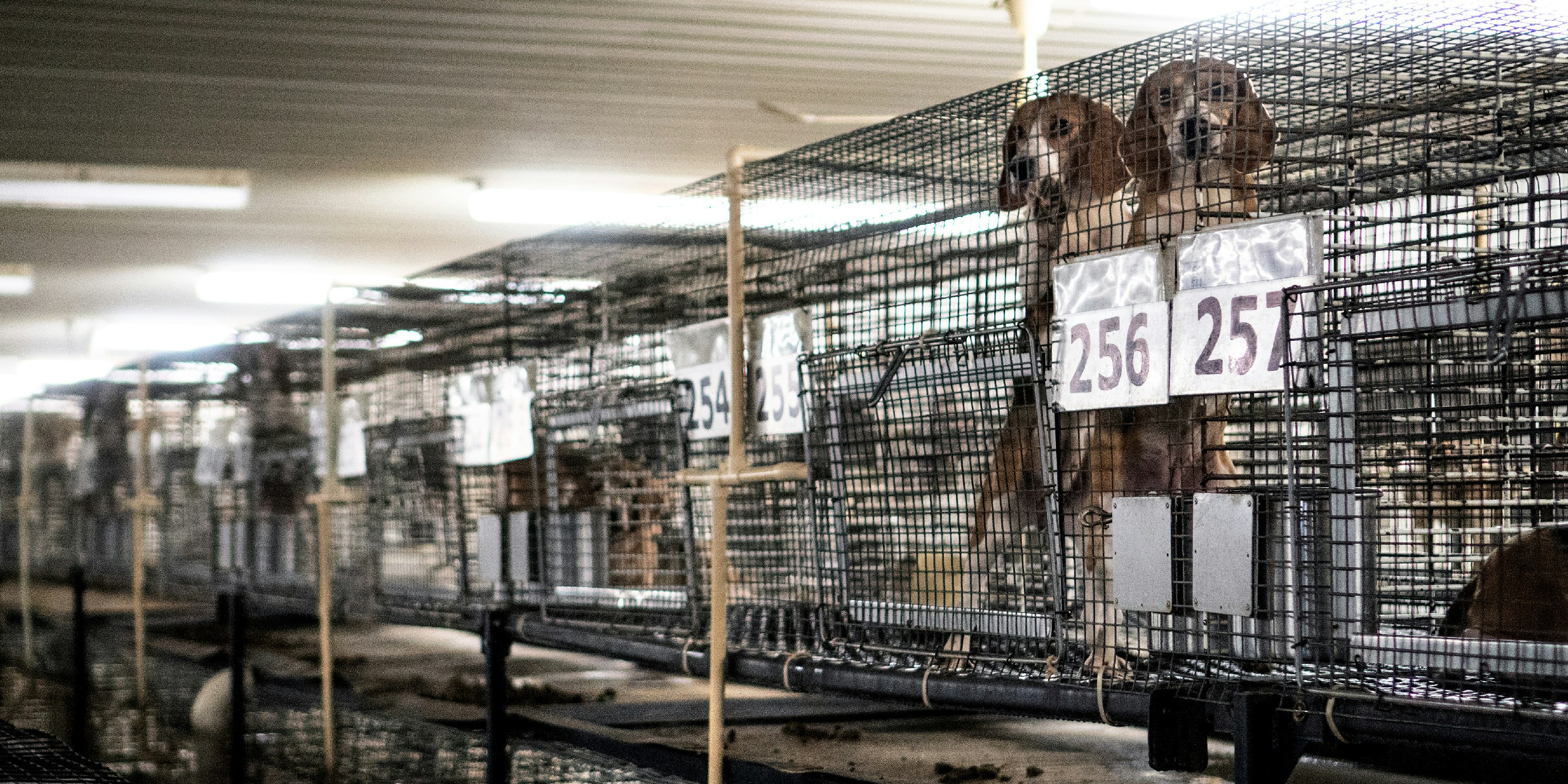 Inside the Barbaric . Industry of Dog Experimentation