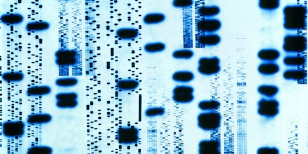 DNA sequences. Computer artwork of an autoradiogram of DNA (deoxyribonucleic acid) sequences. A close up view of a sequence (also known as the DNA fingerprint) is superimposed in the foreground. The sequence is four rows of irregularly spaced black bands. A DNA sample can be taken from body fluids such as blood, and body tissues. The DNA is then fragmented with enzymes to form the banding pattern. The bands represent the positioning of the base pairs on the DNA molecule. This banding makes up the genetic code in the form of genes which is unique to every person.