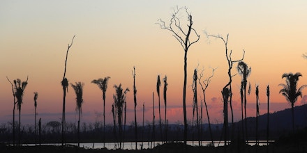 ABUNA, BRAZIL - JUNE 25:  Dead trees stand in a recently deforested section of the Amazon on June 25, 2017 near Abuna, Rondonia state, Brazil. Deforestation is increasing in the Brazilian Amazon and rose 29 percent between August 2015 and July 2016. According to the National Institute for Space Research, close to two million acres of forest were destroyed during this timeframe amidst a hard hitting recession in the country. According to the Environmental Defense Fund, 'Deforestation causes climate change on a global scale, and is responsible for about 15% of the world's greenhouse gas emissions.'  (Photo by Mario Tama/Getty Images)