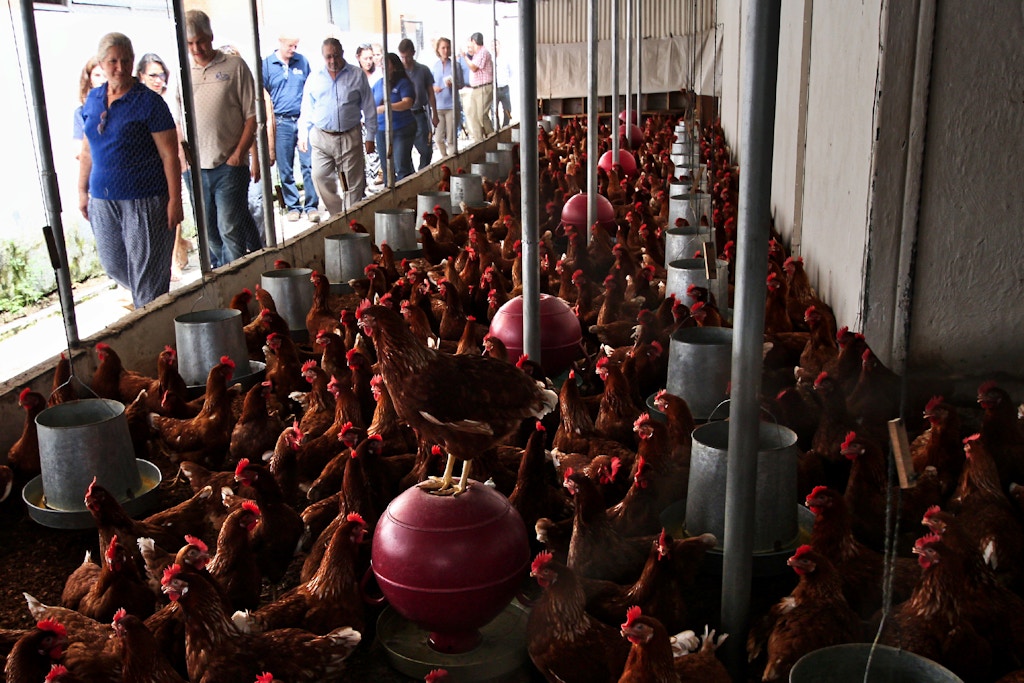 A small chicken farm is run by the inmates inside the Apanteos prison, in Santa Ana, El Salvador. American organizations visited the prison looking to help salvadorans who were gang members.