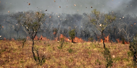 Dust and leaves blow in the wind as a fire burns near Charagua in Bolivia, on the border with Paraguay, south of the Amazon basin, on August 29, 2019. - Fires have destroyed 1.2 million hectares of forest and grasslands in Bolivia this year, the government said on Wednesday, although environmentalists claim the true figure is much greater. (Photo by Aizar RALDES / AFP)        (Photo credit should read AIZAR RALDES/AFP via Getty Images)