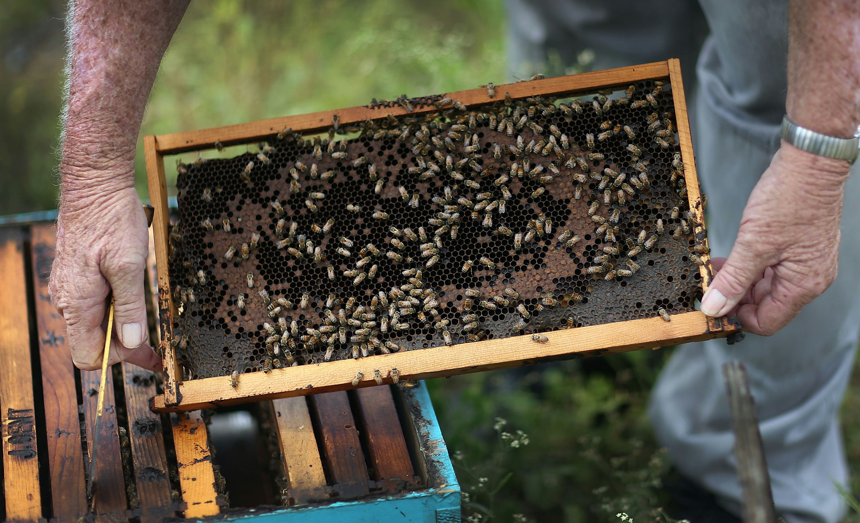 O proprietário do Apiário J&P e da Gentzel’s Bees, Honey and Pollination Company trabalha com suas abelhas em 2015, em Homestead, na Flórida.