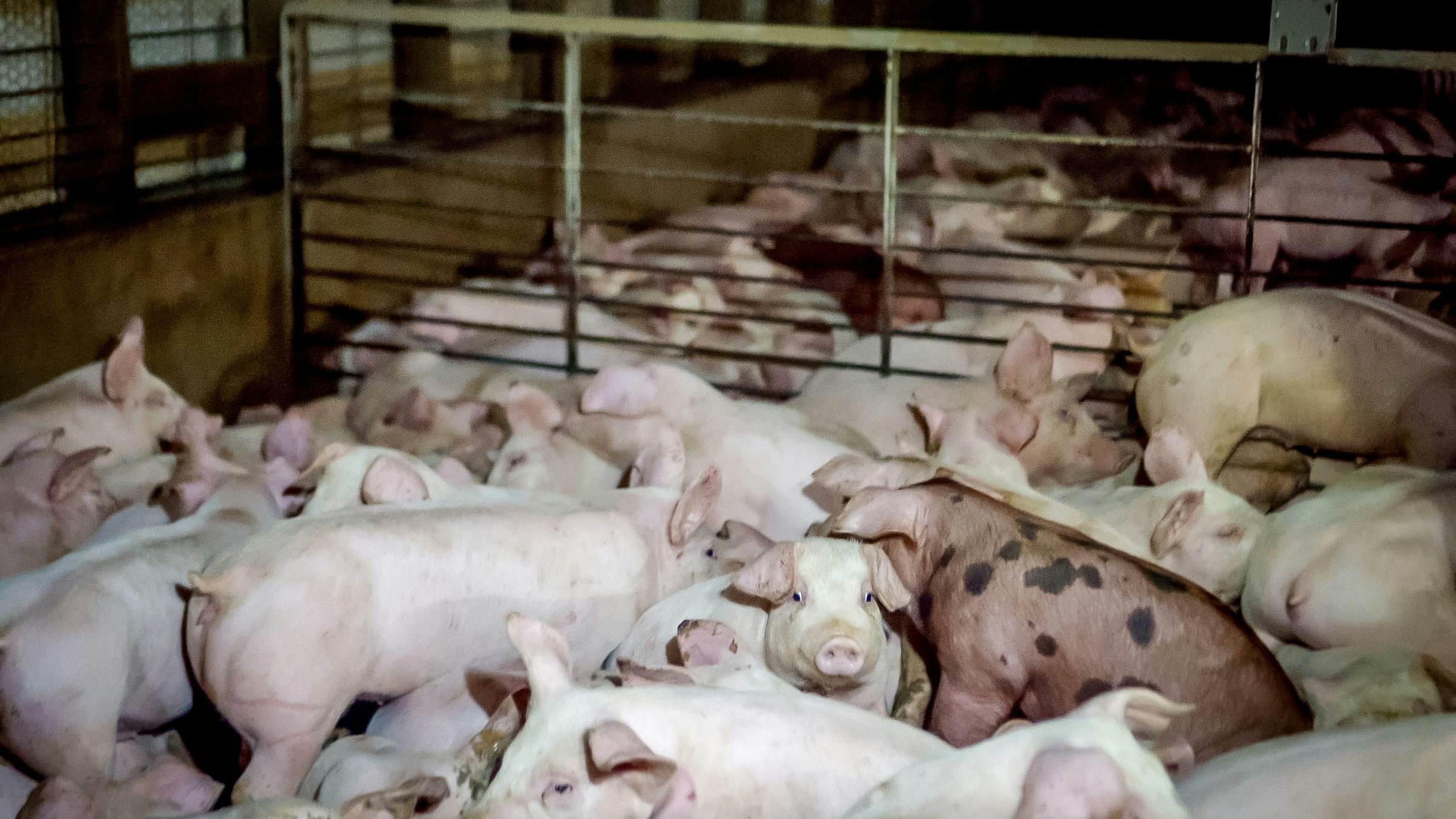 Animal Rights Activists Uncover Locations of Factory Farms