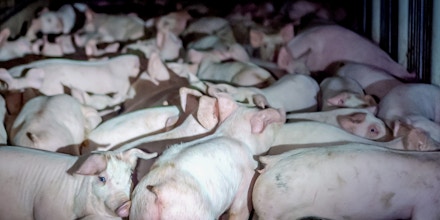 Activists with Direct Action Everywhere captured a photo of an overcrowded pig farm owned by Iowa Sen. Ken Rozenboom.