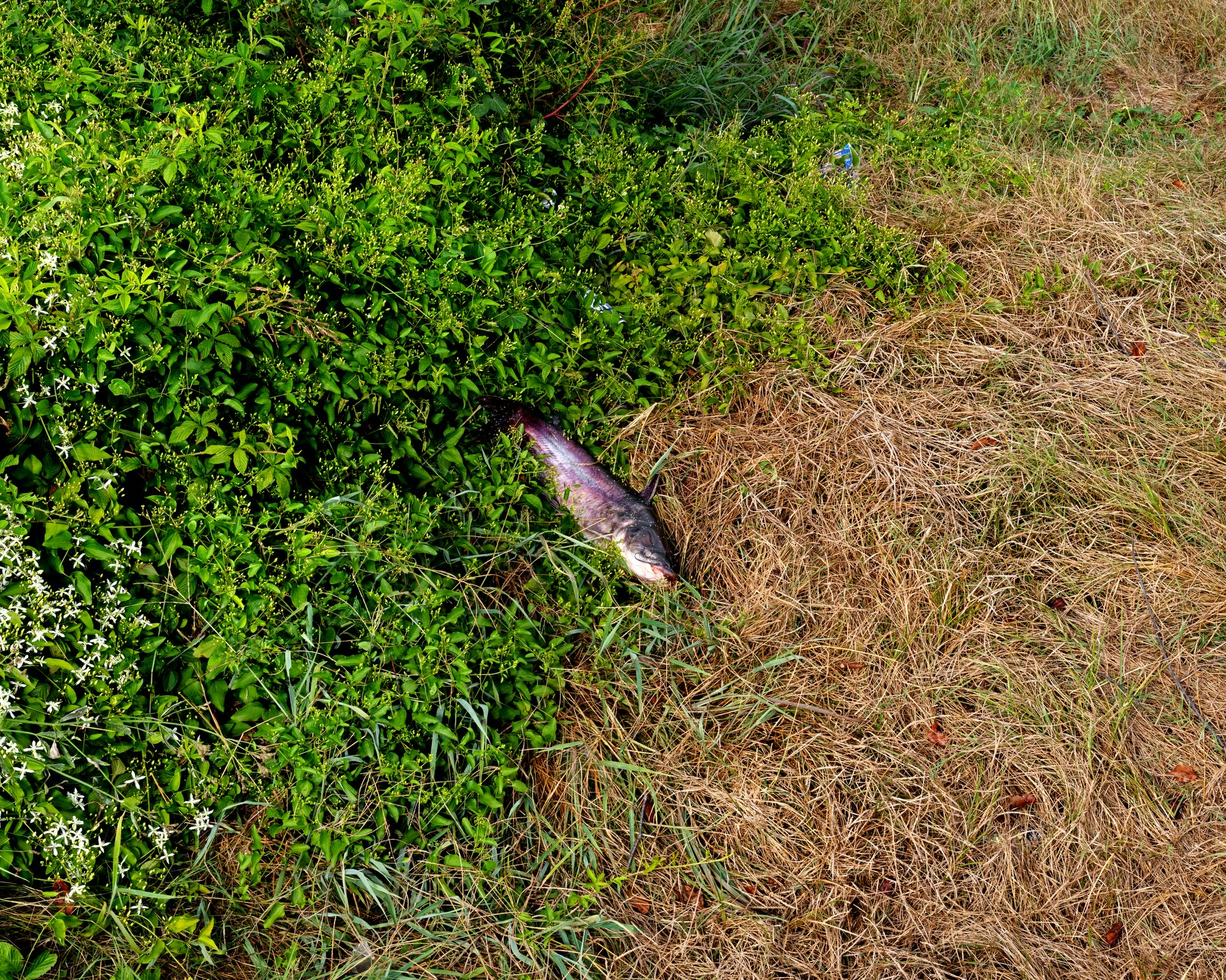 1DECATUR, AL - August 20, 2020: A dead catfish near the bank of the Tennessee River near the 3M Plant in Decatur. CREDIT: Johnathon Kelso for The Intercept.