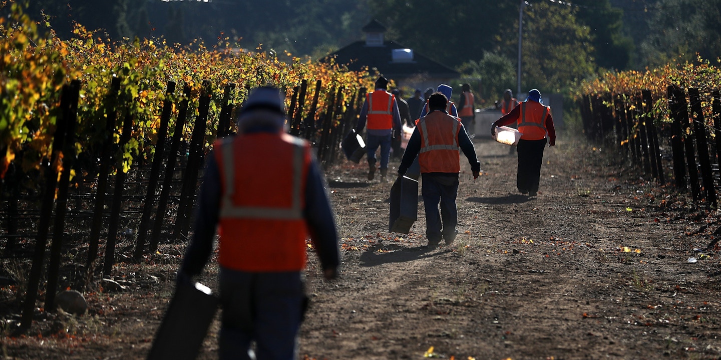 Field workers with Palo Alto Vineyard Management prepare to harvest Syrah grapes on October 25, 2017, in Kenwood, California.