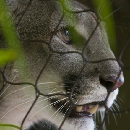 A healthy Florida panther is seen on display at the Palm Beach Zoo on August 22, 2019 in Palm Beach, Florida.