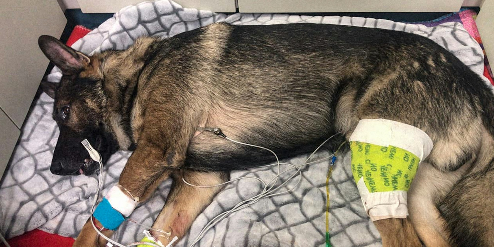 A screenshot of a photograph showing K-9 Arlo used by the Thurston County Deputy Sheriff’s Foundation's GoFundMe page for veterinary bills.