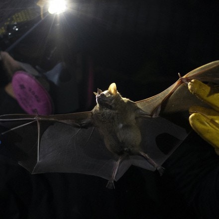 A researcher for Brazil's state-run Fiocruz Institute holds a bat captured in the Atlantic Forest, at Pedra Branca state park, near Rio de Janeiro, Tuesday, Nov. 17, 2020. Researchers at the institute collect and study viruses present in wild animals — including bats, which many scientists believe were linked to the outbreak of COVID-19. (AP Photo/Silvia Izquierdo)