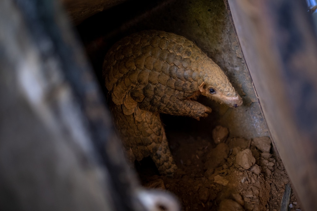 NINH BINH, VIETNAM - JUNE 22: A Chinese pangolin is seen reaching out to the keeper at Save Vietnam's Wildlife rescue center on June 22, 2020 in Cuc Phuong National Park, Ninh Binh Province, Vietnam. The pangolin is Earth's only scaly mammal and also the most trafficked type of animal in the world for their scales and meat, which are a culinary delicacy and traditional medicine in China and Vietnam. Save Vietnam's Wildlife (SVW) is a non-profit organization with a mission of rescuing pangolins from the illegal wildlife trade and releasing them back into the wild, as well as research, anti-poaching activities and advocacy. According to Tran Van Truong, head keeper at SVWs center in Cuc Phuong National Park, the number of trafficked pangolins in Vietnam has dropped dramatically, from hundreds to under 20 cases, since the beginning of the year due to the coronavirus (COVID-19) pandemic. China's recent action of removing pangolins from the official list of traditional Chinese medicinal treatments brings a new hope to the critically endangered species. (Photo by Linh Pham/Getty Images)