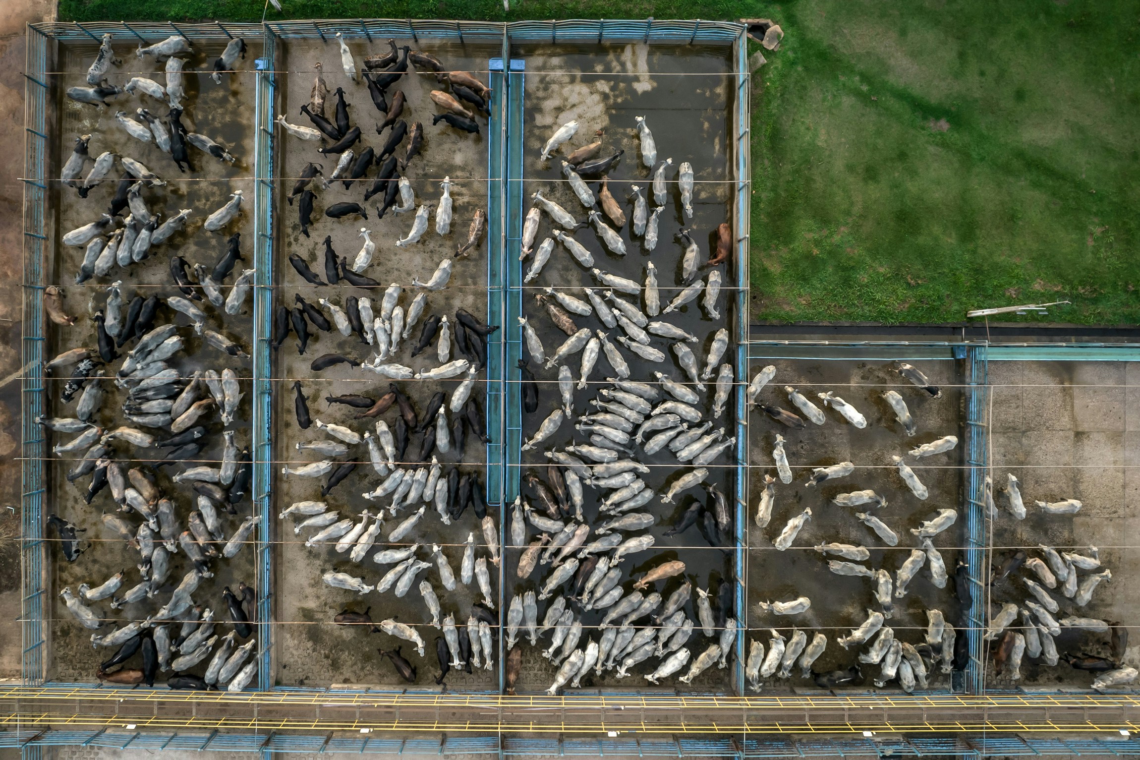 Cattle at a JBS SA facility in Tucuma, Para state, Brazil, on Tuesday, Oct. 5, 2021. Six European retail groups, including Sainsbury's in the United Kingdom and Carrefour in Belgium, are restricting Brazilian beef purchases due to new findings linking cattle production to deforestation in the Amazon, Cerrado and Pantanal. Photographer: Jonne Roriz/Bloomberg via Getty Images