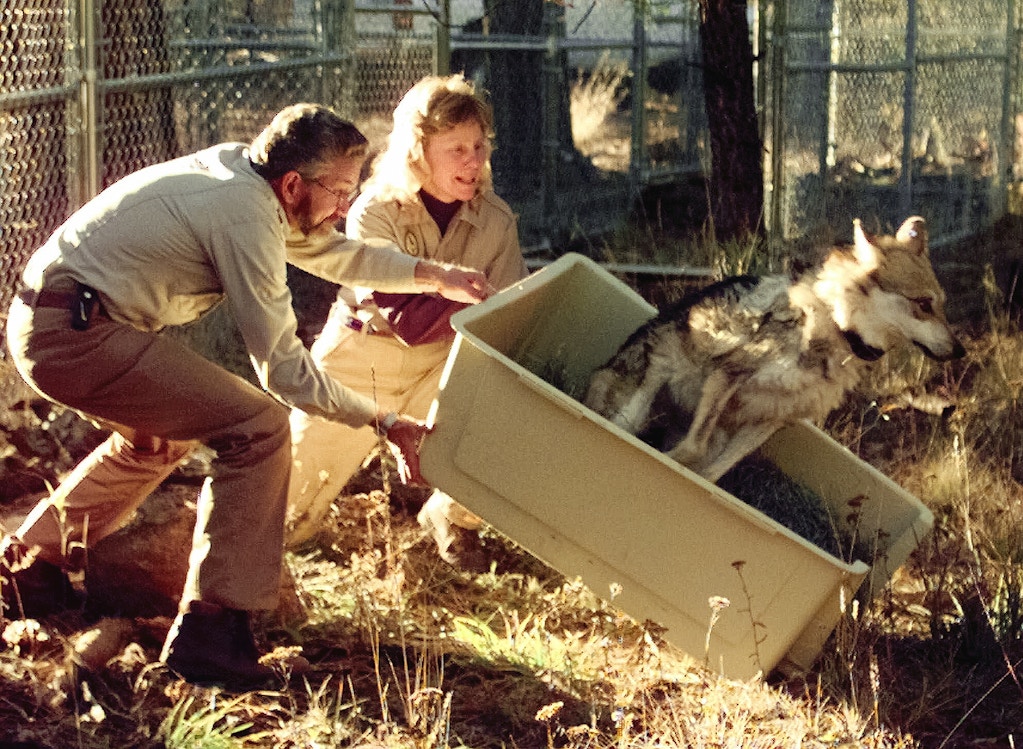 FILE - In this Monday, Nov. 16, 1998 file photo, David Parsons, leader of the Mexican wolf recovery team of the U.S. Fish and Wildlife service and Diane Boyd-Heger, a Mexican wolf biologist, lift a crate carrying a female Mexican wolf who refused to leave her cage after being released into the wild, in the Apache National forest in Alpine, Ariz. (AP Photo/Jeff Robbins, File)