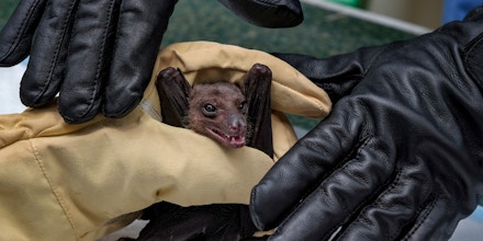 A fruit bat captured by CDC scientists in Queen Elizabeth National Park on August 24, 2018, Uganda.