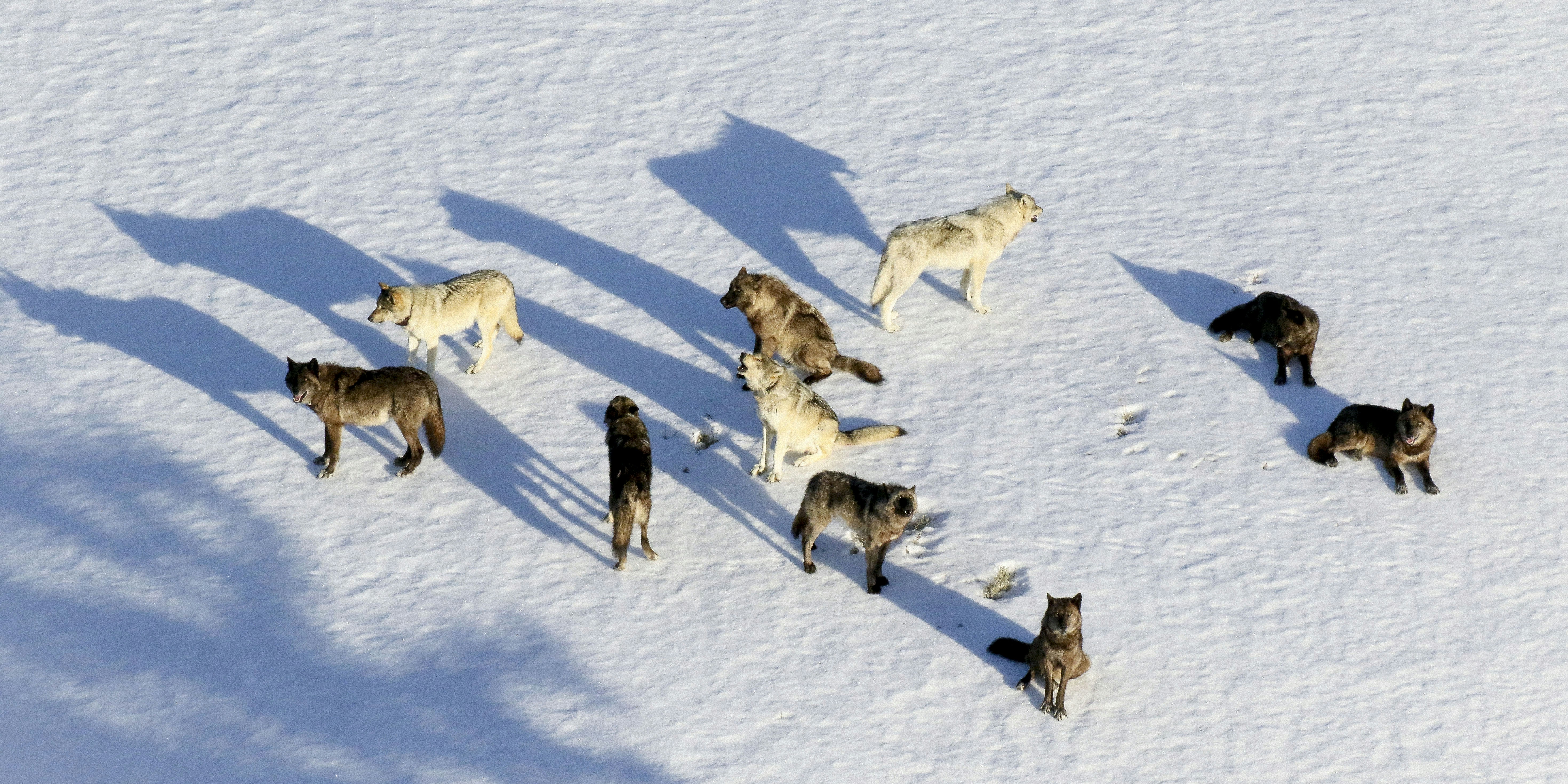 Was Yellowstone's Deadliest Wolf Hunt in 100 Years an Inside Job?