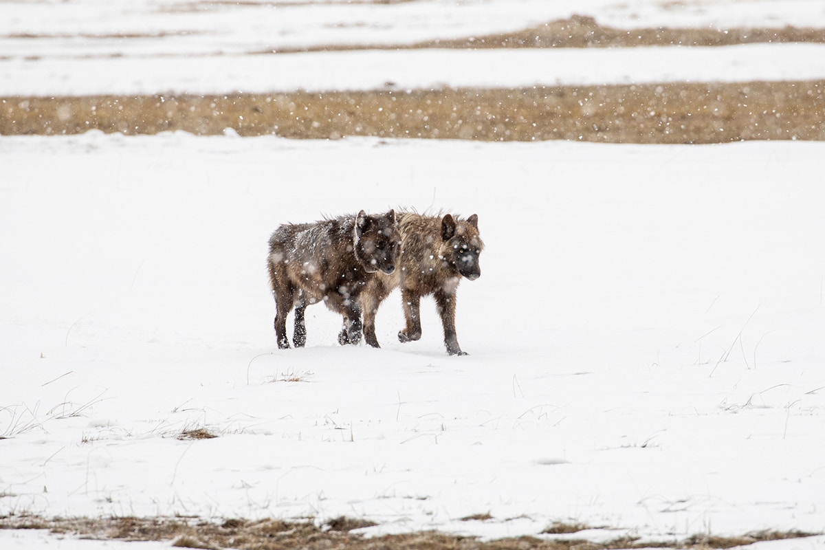 In Reviewing Wolves’ Endangered Status, Martha Williams Confronts Her Montana Past