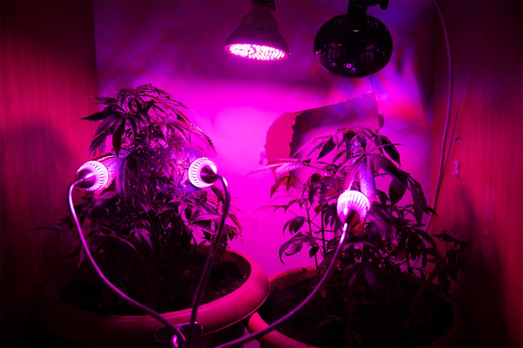 A cannabis growing set up run by “Ali” in a closet in the occupied West Bank city of Ramallah, as seen in the spring of 2022.