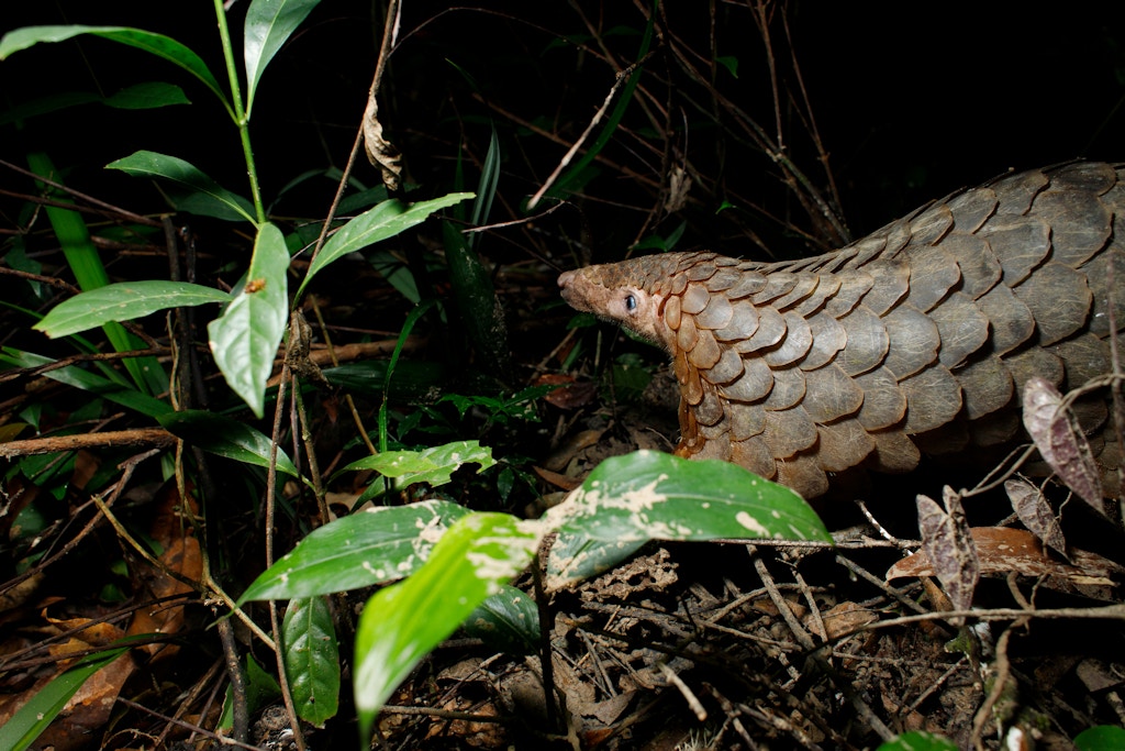 A Sunda pangolin (Manis javanica), also known as the Malayan or Javan pangolin, upon its release into the Cardamom Mountain Rainforest by Wildlife Alliance staff, on June 7, 2019, in Koh Kong, Cambodia.