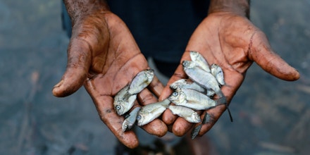 A man holds dead fish picked from a polluted river in Ogoniland, Rivers State, Nigeria September 18, 2020. Picture taken September 18, 2020. REUTERS/Afolabi Sotunde - RC2W8J9BK7LH