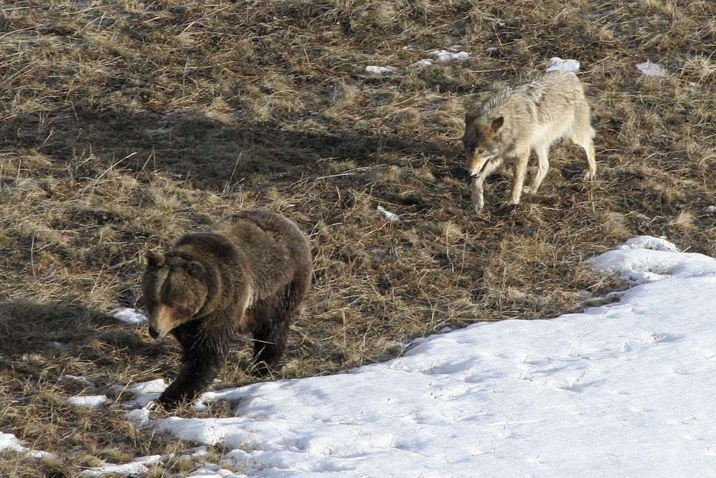 A wolf in Yellowstone National Park follows a grizzly bear in early spring, 2005.